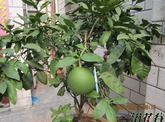 盆栽柚子树的养殖方法[图片]