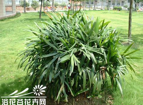 观音竹的养殖方法
