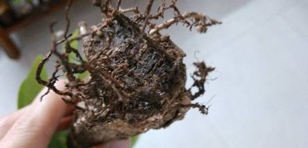 水培发财树怎么防止烂根
