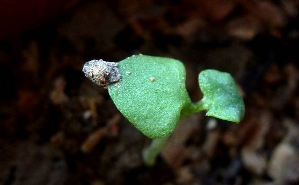 蝴蝶兰种子催芽方法 无菌催芽能保证顺利萌芽