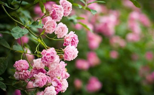 蔷薇种植方法及时间 需进行育苗最佳时间在秋季落叶后