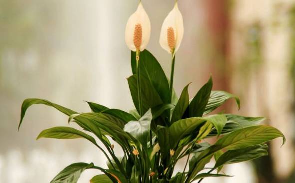房间里放什么植物最好 白掌能吸收辐射是植物界的空气清新器[图片]