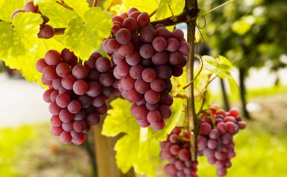 葡萄种植技术与管理 施肥浇水是葡萄营养的主要来源