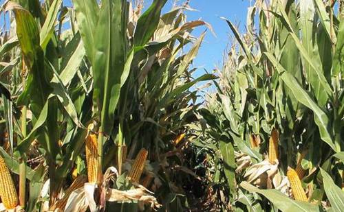 玉米种植技术 种子处理合理整地