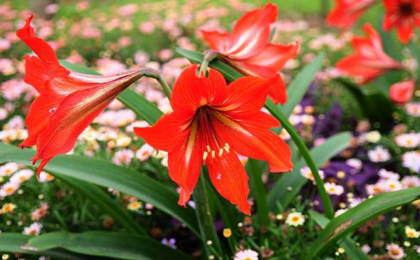 朱顶红一年开几次花 大多数品种一年只开一次花