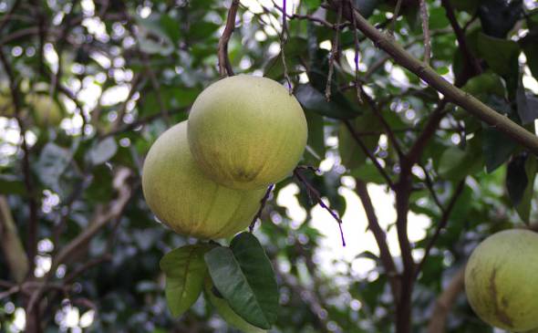 柚子树的种植技术有哪些 嫁接繁殖/压条繁殖/种子繁殖