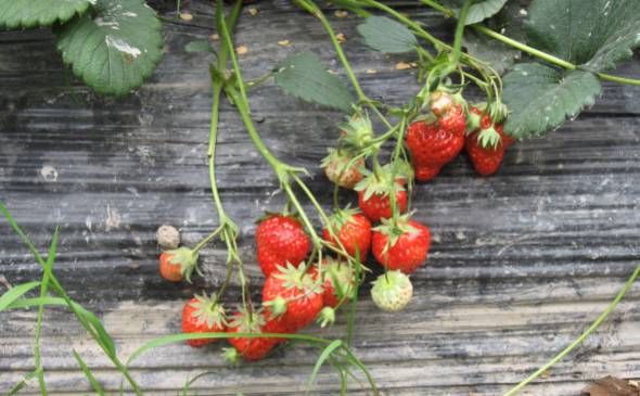 草莓苗种植方法 秋季栽植并注意水肥灌溉[图片]
