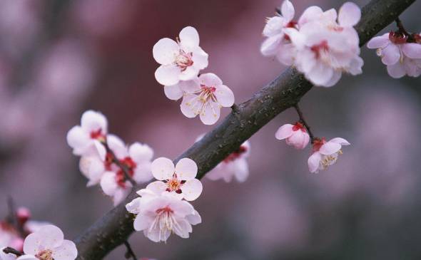 四季常青又耐寒的花 梅花美丽清香最为人熟知