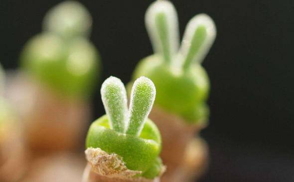 十大最漂亮的多肉植物 碧光环形似小兔子最可爱[图片]