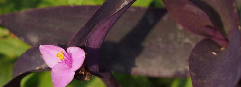 紫罗兰怎么繁殖