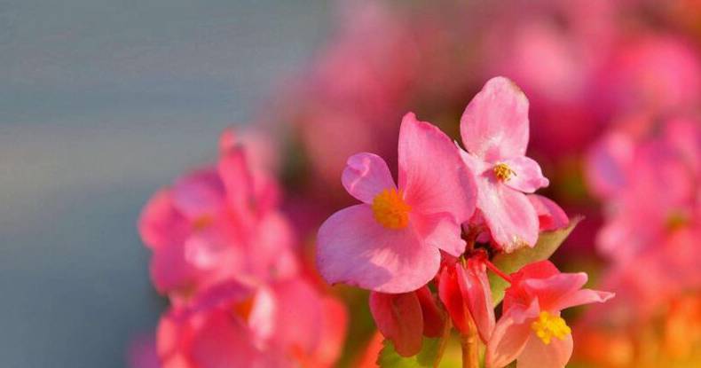 四季海棠花的养殖方法[图片]