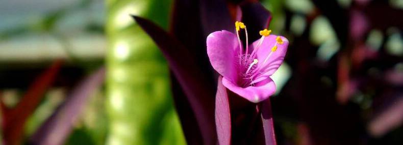 紫根兰的养殖方法和注意事项