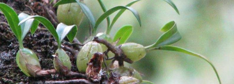石仙桃的养殖方法及注意事项