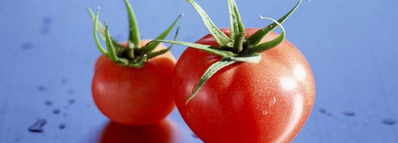 番茄的种植方法[图片]