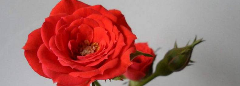玫瑰花的繁殖方法有哪些