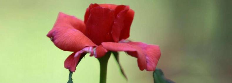 玫瑰花的种植方法
