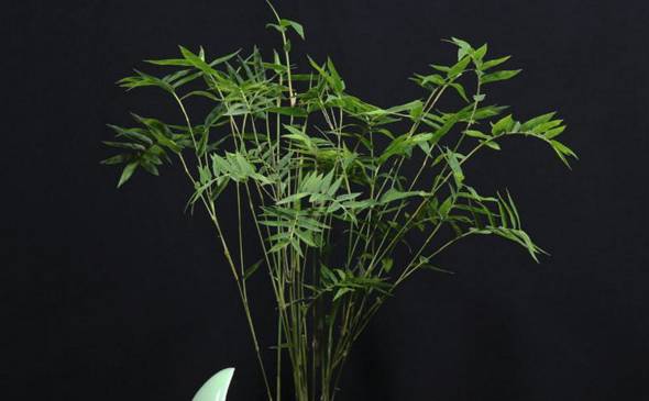 米竹怎么养 在偏酸性土壤中更利于生长[图片]