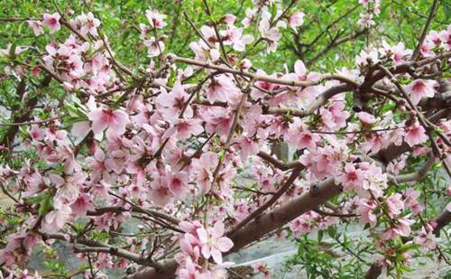 桃树怎么养 充足光照下生长的更好