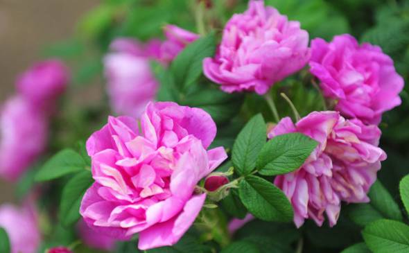 平阴玫瑰的养护方法 开花时注意保持环境干燥