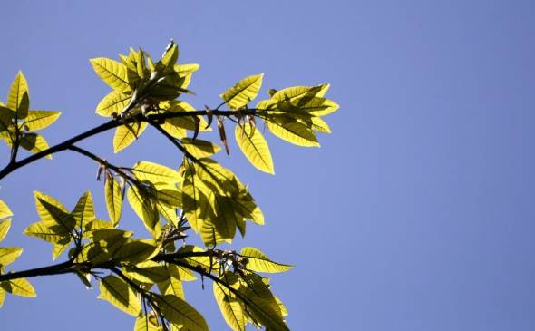 黄桷树什么时候落叶 开出来的花是什么颜色[图片]