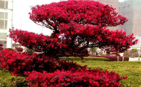 红花继木应该怎么养 不同季节浇水不同[图片]