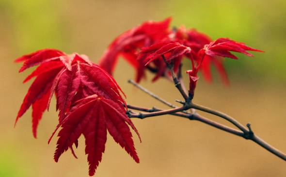 日本红枫怎么养护 盆栽养护秘诀是什么[图片]