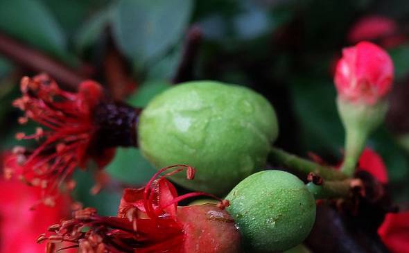 木瓜海棠果实能吃吗 怎么制作盆景观赏养殖