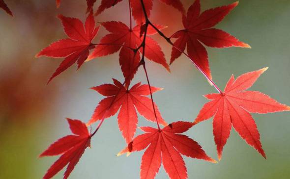鸡爪槭应该怎么养 秋天注意叶子变红前后的养护