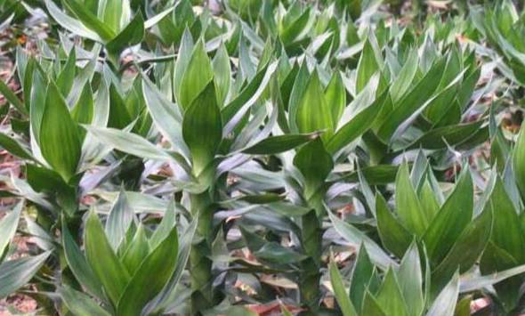 观音竹的养殖方法和注意事项 和富贵竹有什么区别