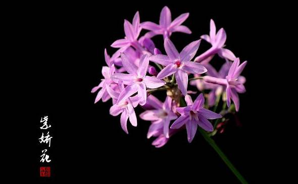 紫娇花的养殖方法和注意事项 对气味敏感的人慎养