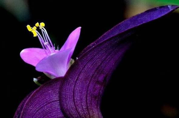 紫鸭跖草怎么养容易开花 无毒可放心养在室内