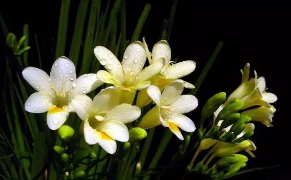 香雪兰和小苍兰有什么区别 两个是同一种植物开花很美