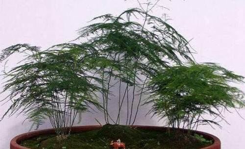 文竹怎么修剪 才会生长的旺盛且美观