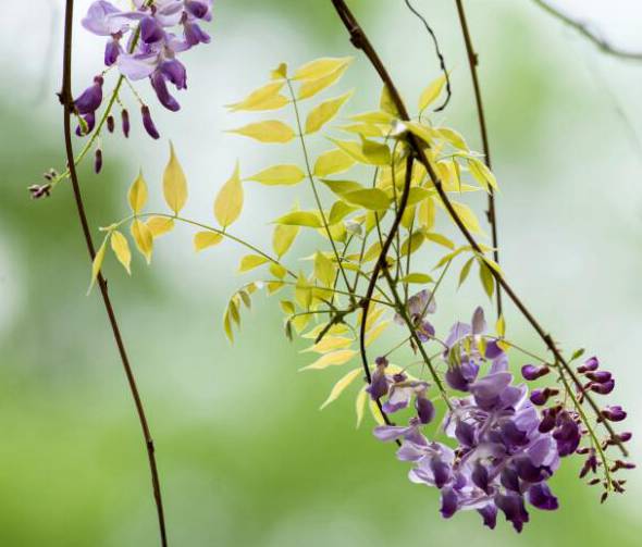紫藤花开极具浪漫色彩 该如何养殖