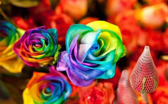七色堇这种花真的存在吗 象征着思念、希望和爱情