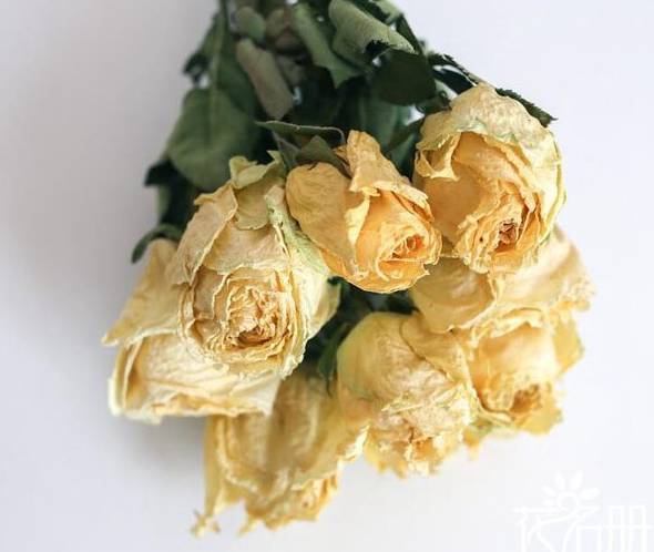 鲜玫瑰花怎么做成干花 玫瑰花变干花的5种小方法(简单易学)[图片]