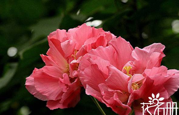 芙蓉花有几种颜色 常见芙蓉花有五大色系
