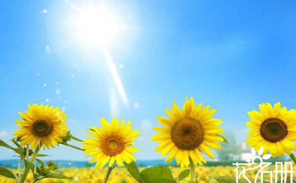 太阳花的象征意义是什么 太阳花象征沉默的爱