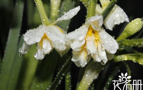 水仙花有哪些种类 最常见的15种水仙种类[图片]