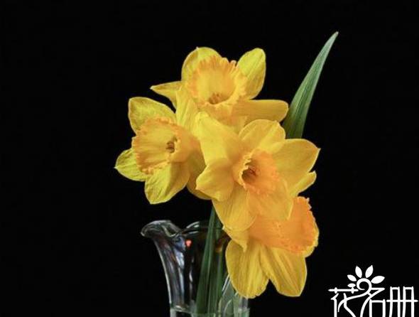 黄水仙几月开 花期在3-4月份(开花时间与气温有关)