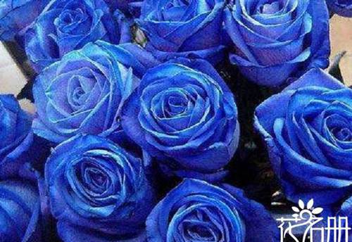 10朵蓝色妖姬代表什么意思 十全十美与天长地久[图片]