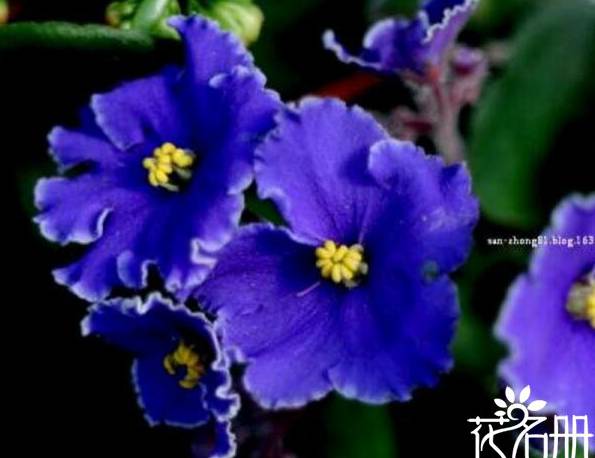 紫罗兰什么时候开花 紫罗兰开花时间5-8月(播种期影响开花期)[图片]