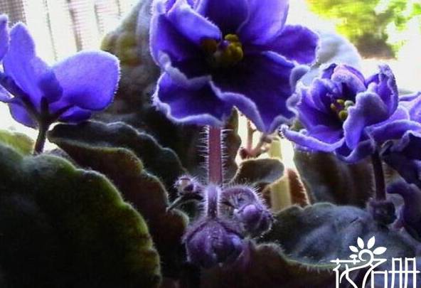 紫罗兰怎么养 紫罗兰的养殖方法和注意事项