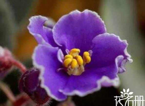 非洲紫罗兰怎么养 非洲紫罗兰的养殖方法和注意事项