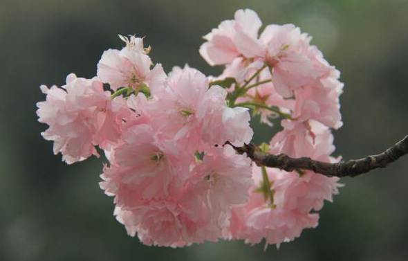 樱花的生长习性和栽培管理是什么？[图片]