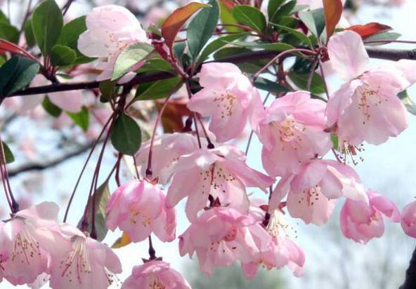 樱花如何修剪 为保证樱花树的高度需及时剪掉侧枝[图片]
