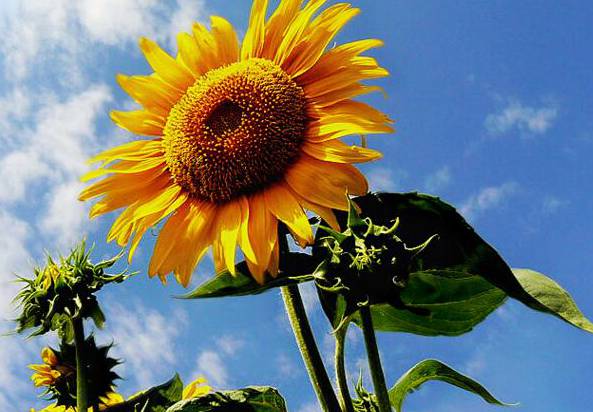 如何种向日葵 向日葵养殖方法和注意事项[图片]