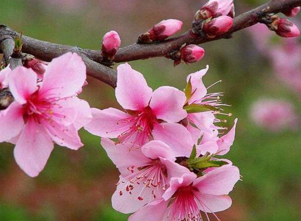 桃花什么时候开 桃花开花时间3-4月(6-9月吃果实)
