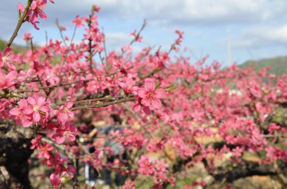 连平桃花节时间 3月初是最佳赏花期（附赏花路线）
