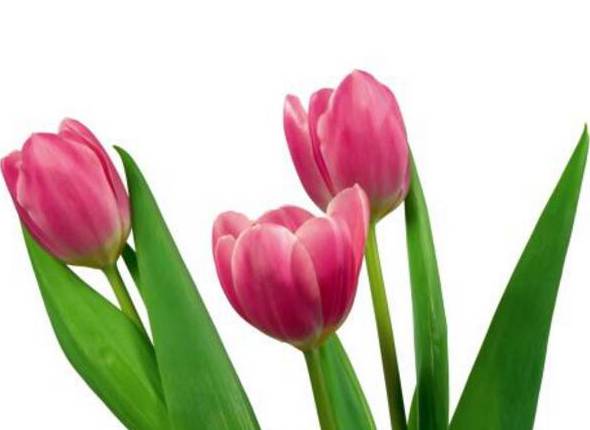 郁金香什么时候开花 一般在三月下旬(荷兰郁金香花期较长)